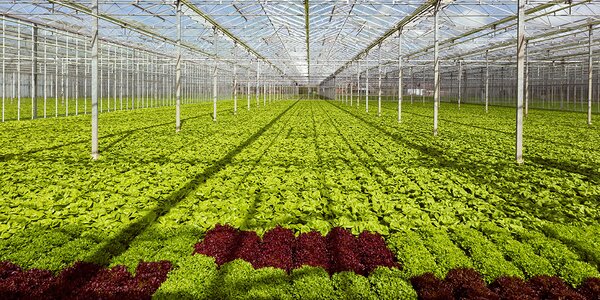 ein Feld mit frischem Salat in einem gartenbaulichen Gewächshaus